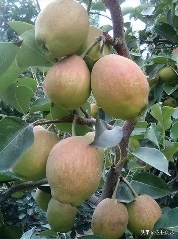 藏疆特产,疆果新疆特产推荐