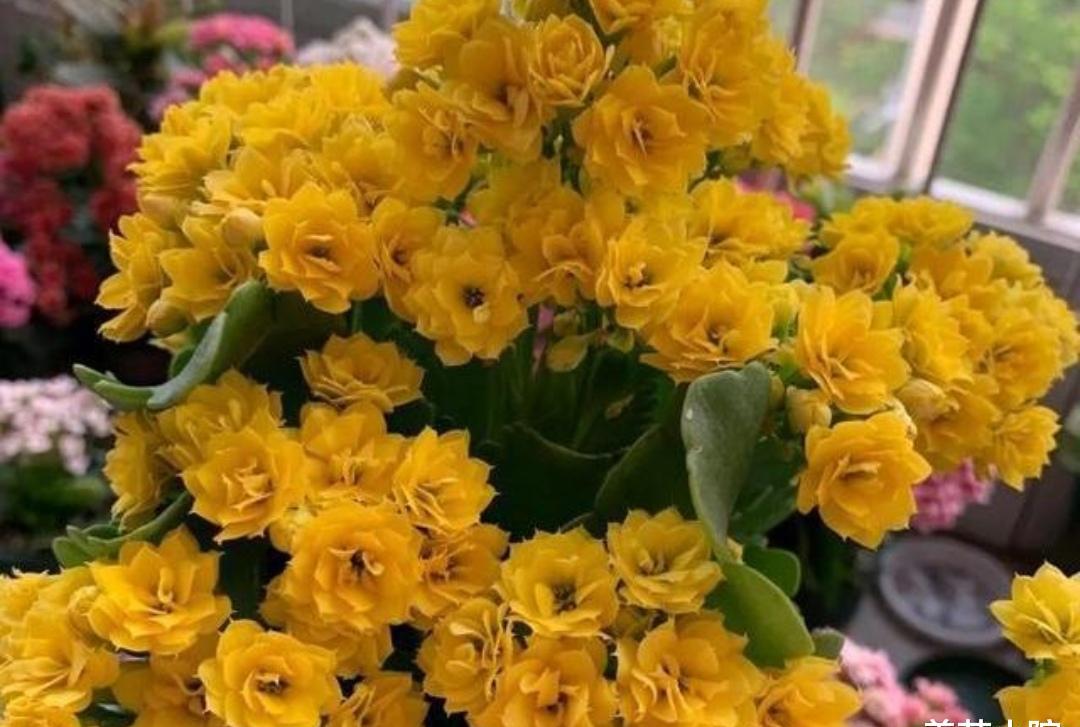 室外养长寿花用罩黑袋促花吗,长寿花促花苞怎么用磷酸二氢钾