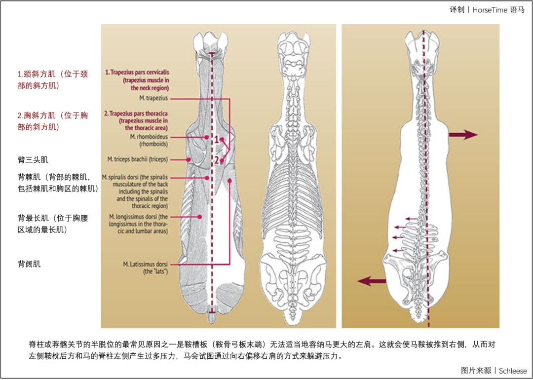 马鞍不匹配会带来哪些危害,马鞍不匹配会造成什么后果