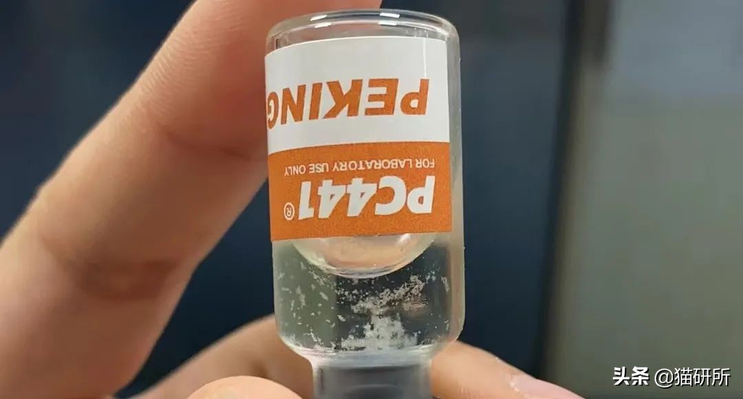 猫咪传腹治疗大概需要多少钱,猫咪疑似猫传腹但是饮食正常