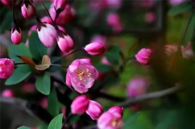 读懂这8首诗的人更年轻,经典诗词十首春