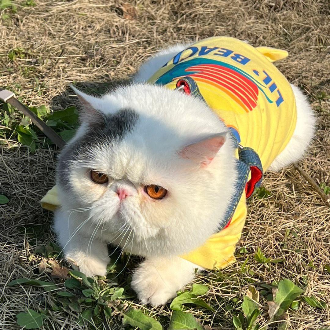 猫猫的寿命一般有多长,猫猫的寿命是多少年