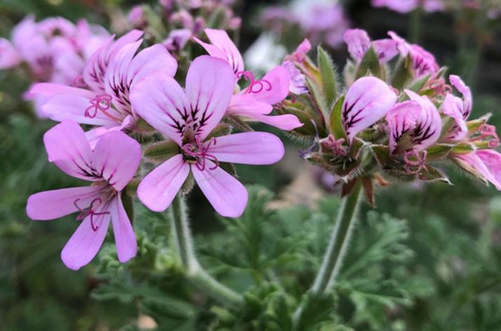 净化空气的六种绿植家庭必备,常见的室内净化空气的花草有哪些