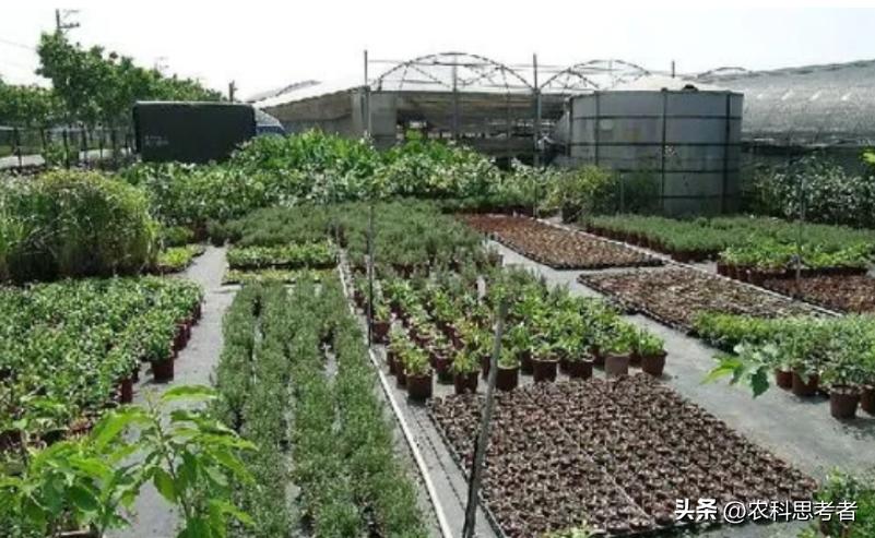 中国的家庭农场如何发展,家庭农场发展面临的问题及建议