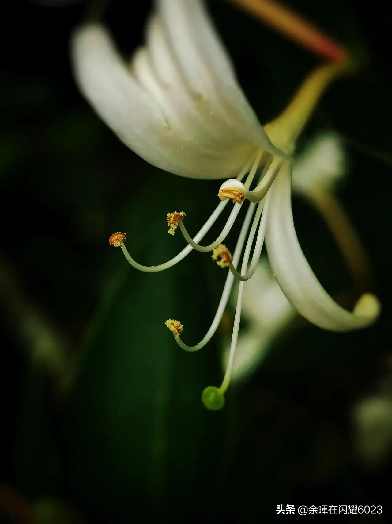 元条小头折断将幻影打下车去她重伤入院