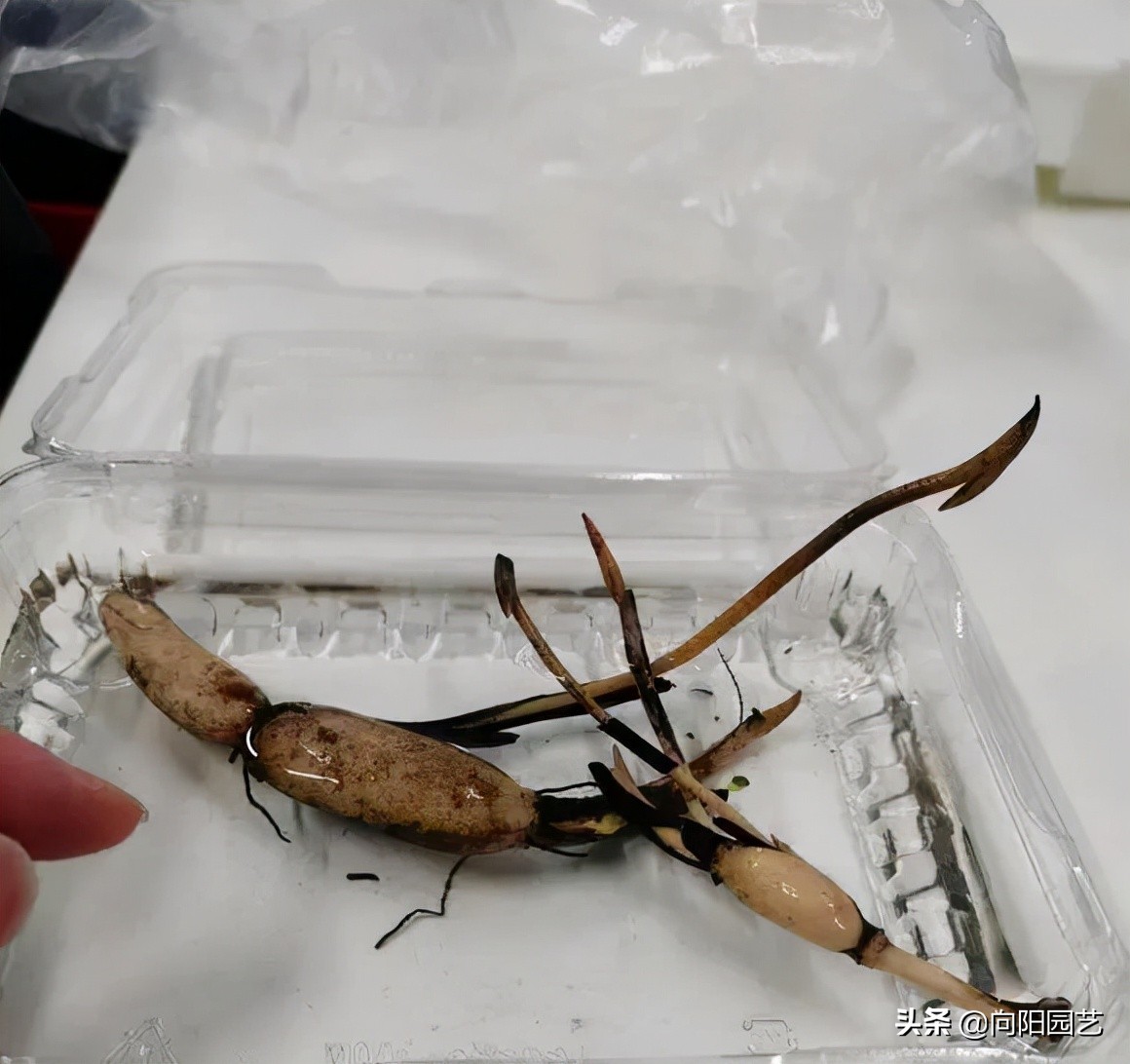 怎样种水中圣母碗莲,水中圣母碗莲种植教程