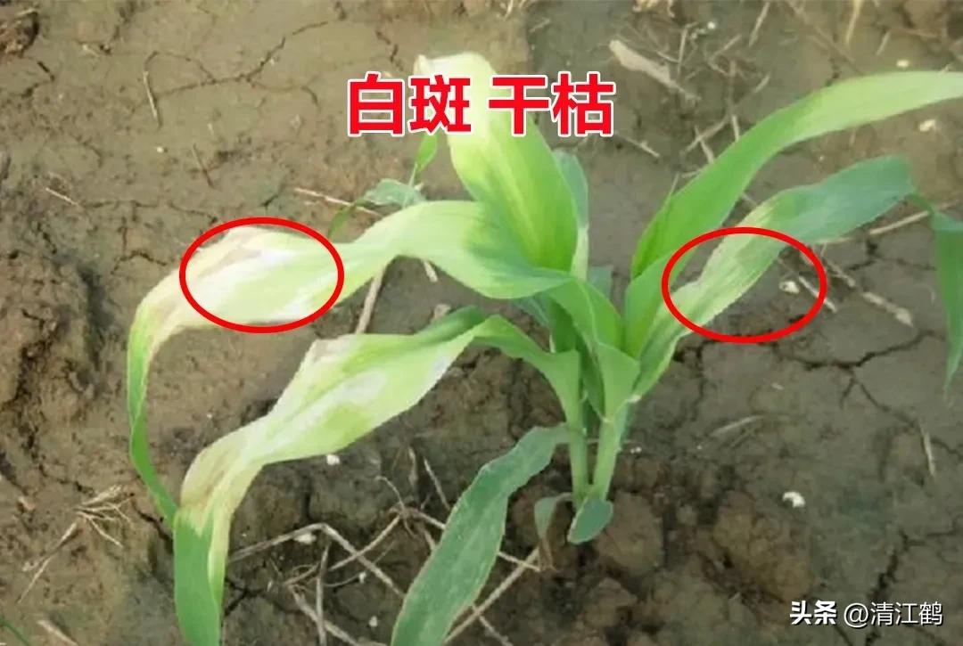 玉米除草剂药害最佳补救方法,玉米24d丁酯除草药害图片