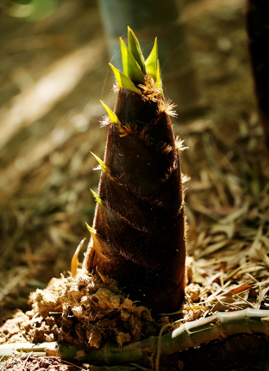 初夏新笋,关于竹笋的诗词8首