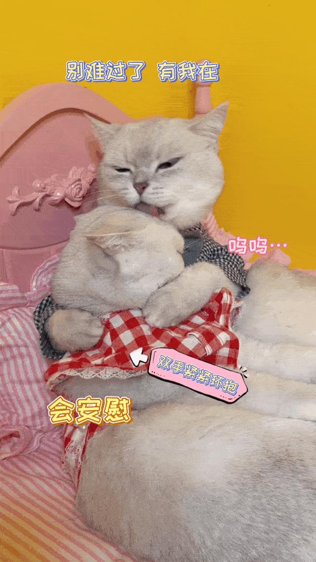 两个猫掐架怎么办,和铲屎官打架的猫咪