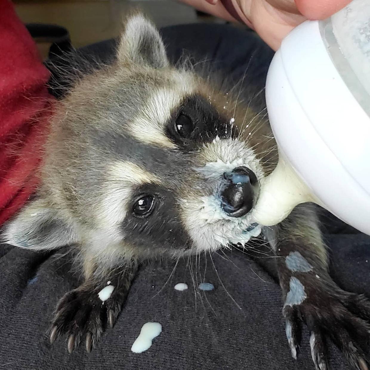 鍔犳嬁澶у皬娴g唺骞煎唇,鍔犳嬁澶у杺鍏诲皬娴g唺