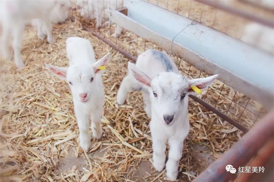 美羚羊无蔗糖,美羚羊奶质量怎么样