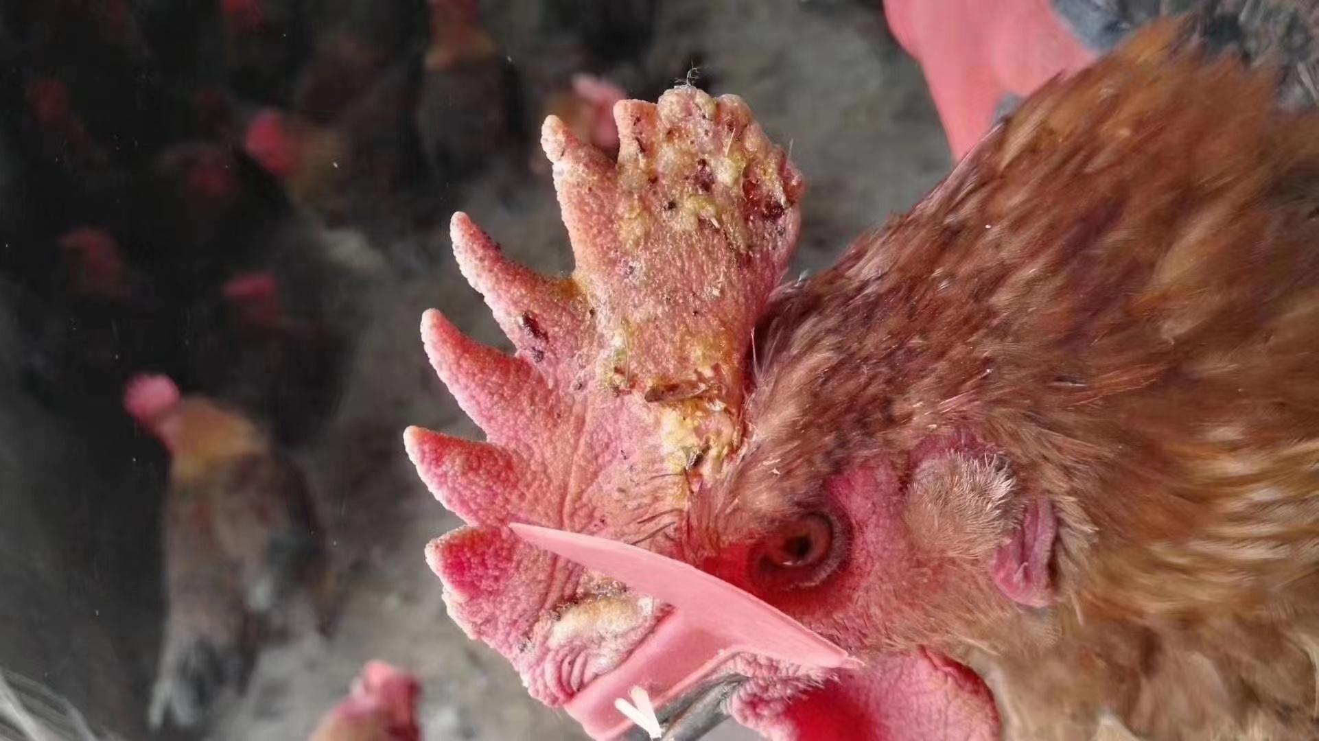 天气变冷鸡怎么预防病,鸡冠好像发霉是什么病