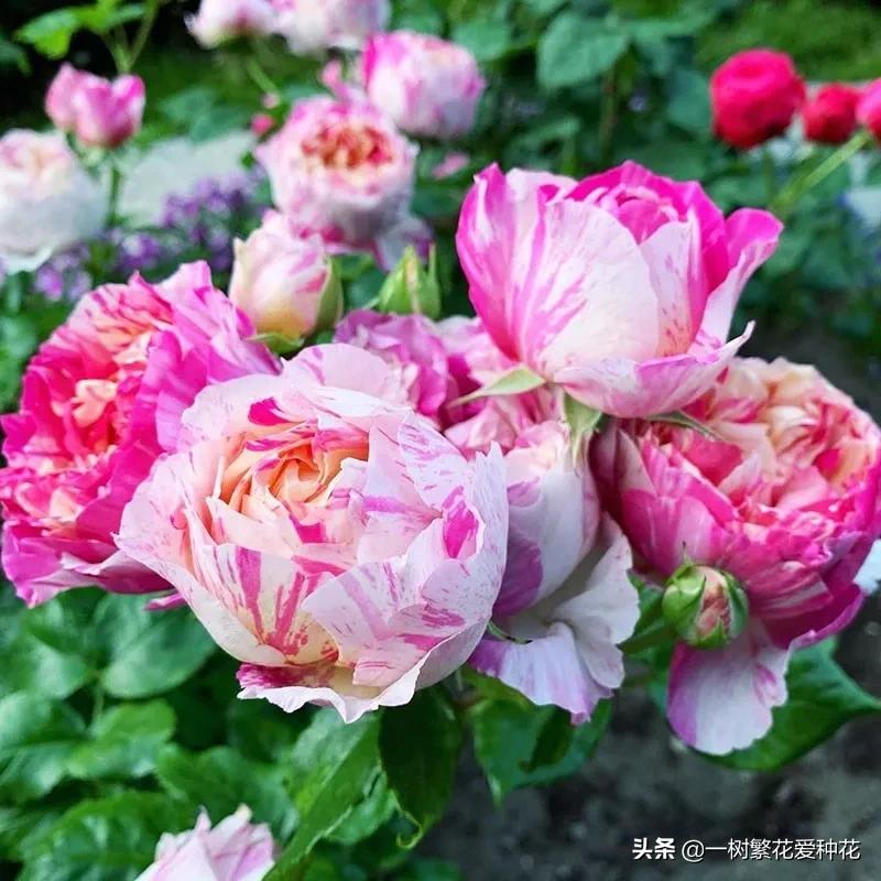 波浪边花型月季,爱杜尔马奈和伊蕾莎丝特