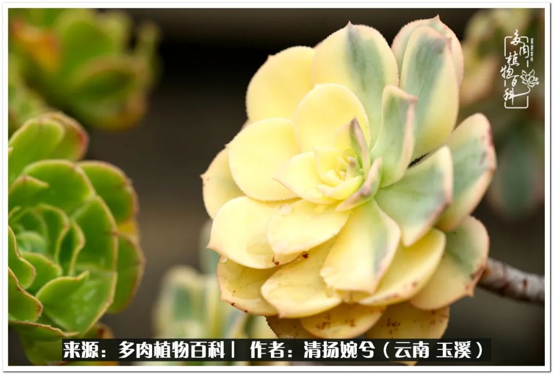 夏天好养颜值高的多肉,可爱的小多肉