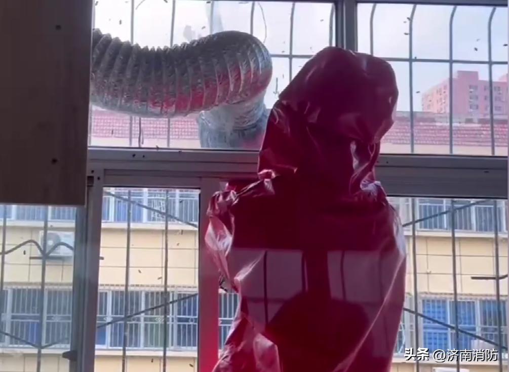 小区遇到“蜂”“蛇”别慌：绕开走，打119