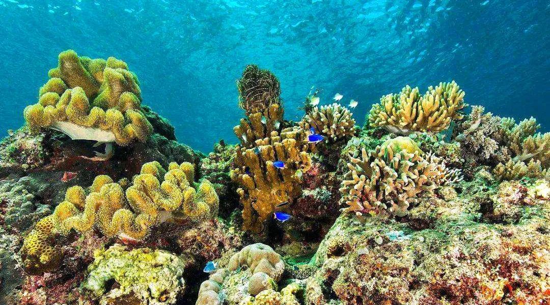 曾母暗沙宝藏,曾母暗沙有陆地吗