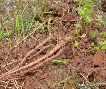 叶片像鸭脚板一样的野菜,叶子像鸡爪的草