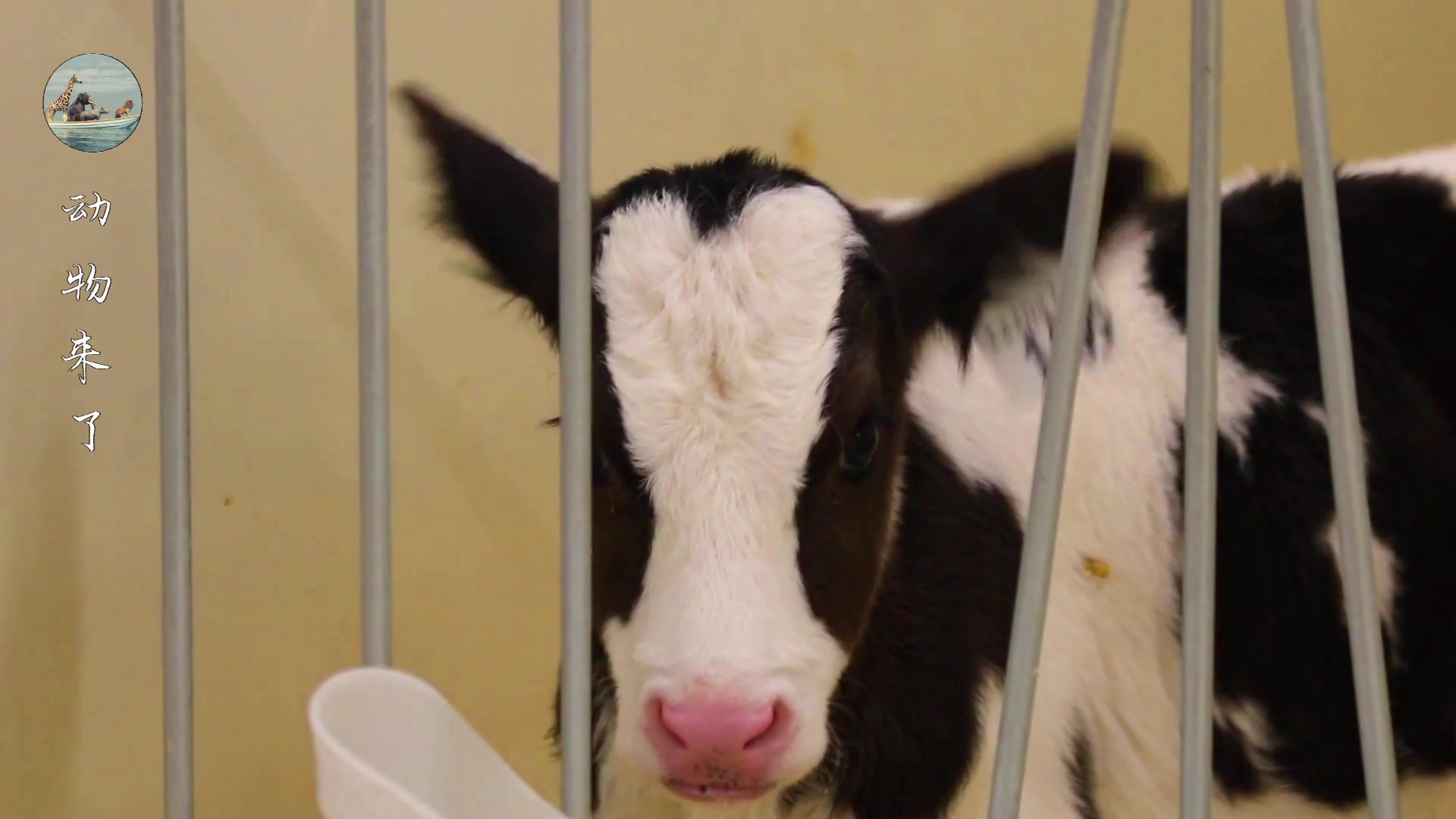 牛肉源头供应链怎样挣钱,养牛30年不赔钱的秘诀