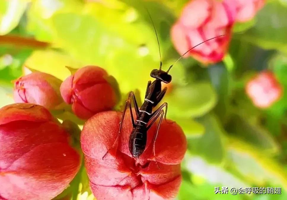 螳螂养殖报告,螳螂饲养观察记录表