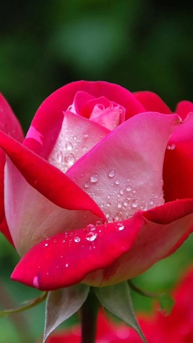 520浪漫玫瑰花壁纸,红玫瑰花壁纸大图