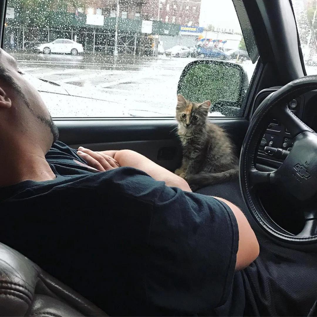 玳瑁阴阳脸猫,阴阳脸玳瑁小猫