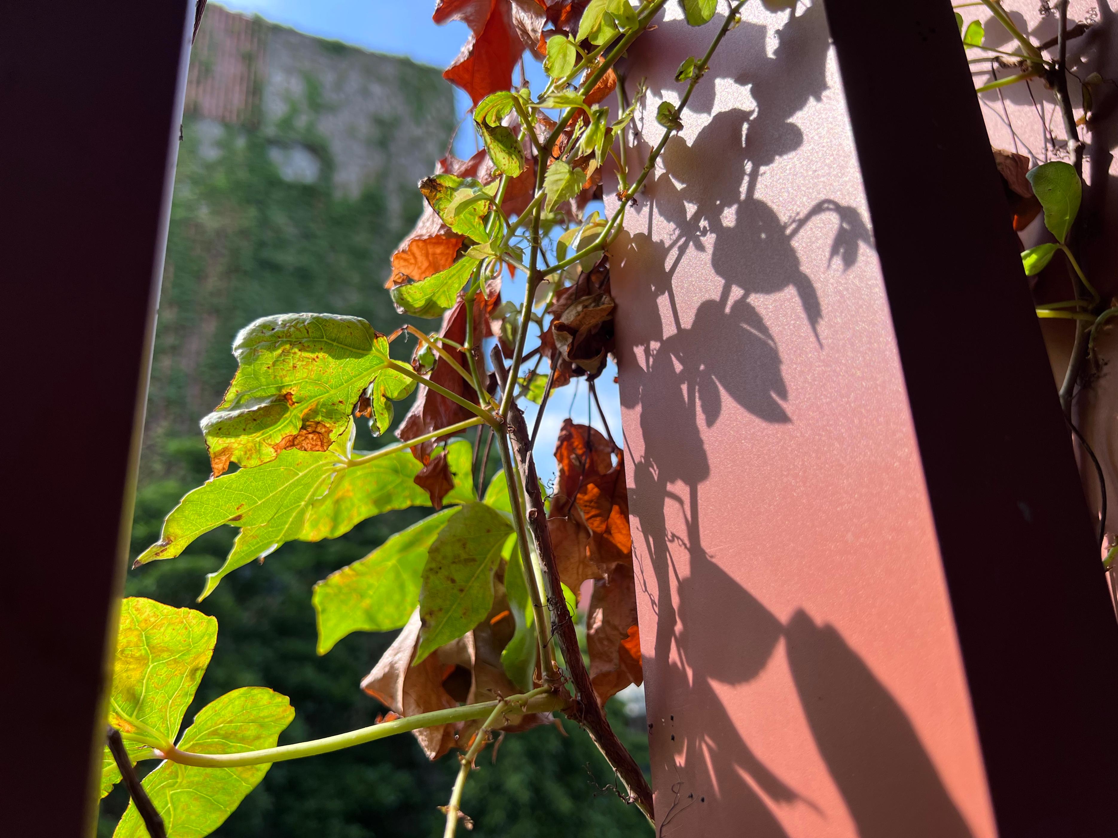 iphone14pro好用吗真实感受,iphone14pro真实体验感受