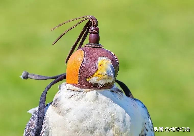 35张悲惨动物照：悲惨小象被捕兽夹弄断鼻子，章鱼被塞进西瓜做菜