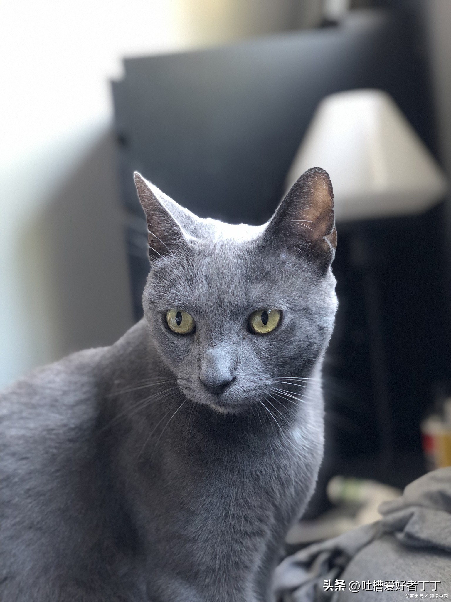 蓝猫母的贵还是公的贵,蓝猫母的比公猫难看吗