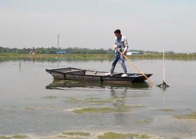 小伙养龙虾,小伙养十只大龙虾