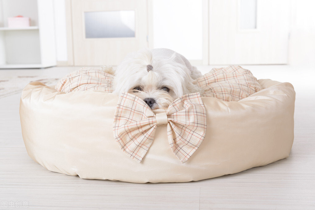 等你家狗狗“老”了，主人做好这8点，可以大大延长它们的寿命