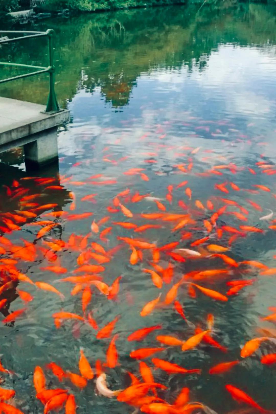 杭州西湖照片,杭州西湖旅游攻略