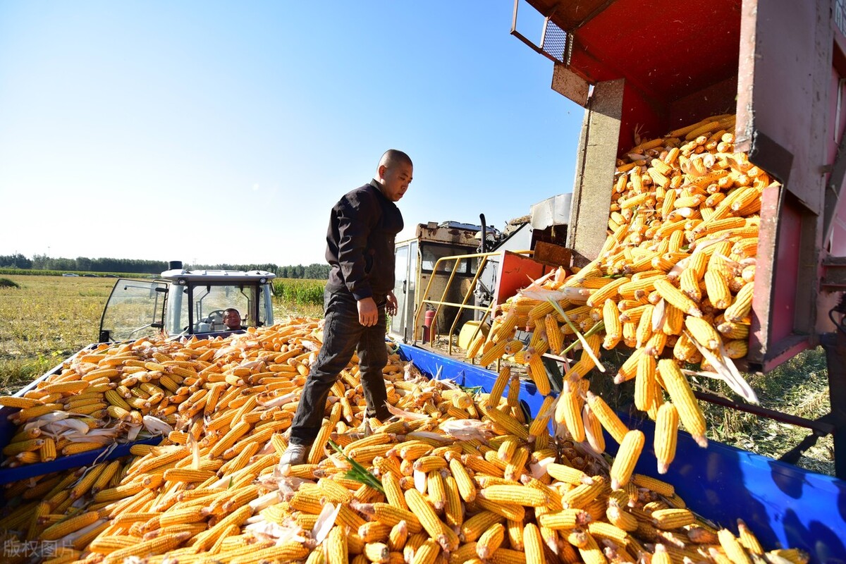 久保田1408玉米收获机价格,巨明山地王三垄玉米收割机参数