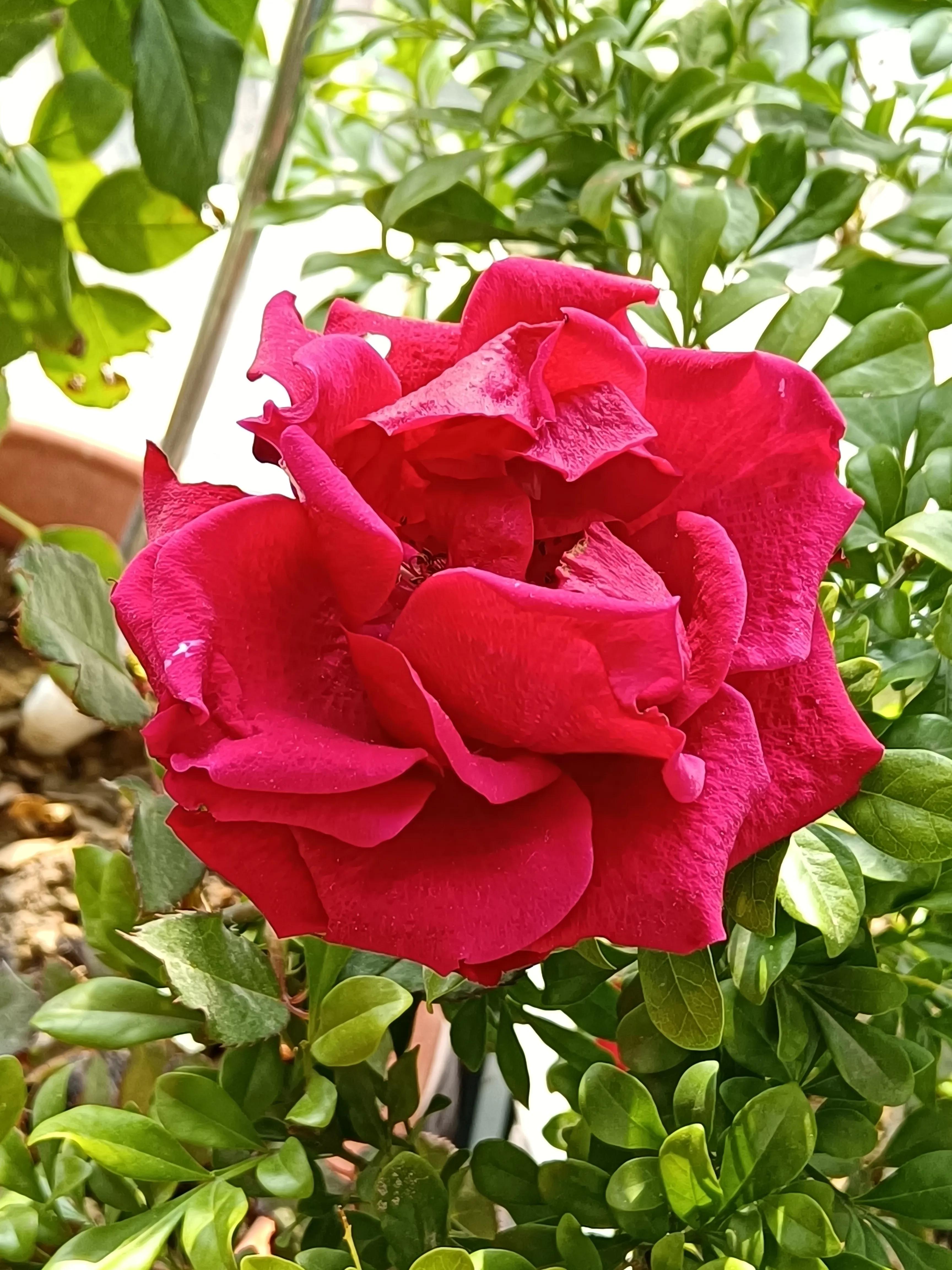 冬日里的向阳花,开在冬日的向阳花