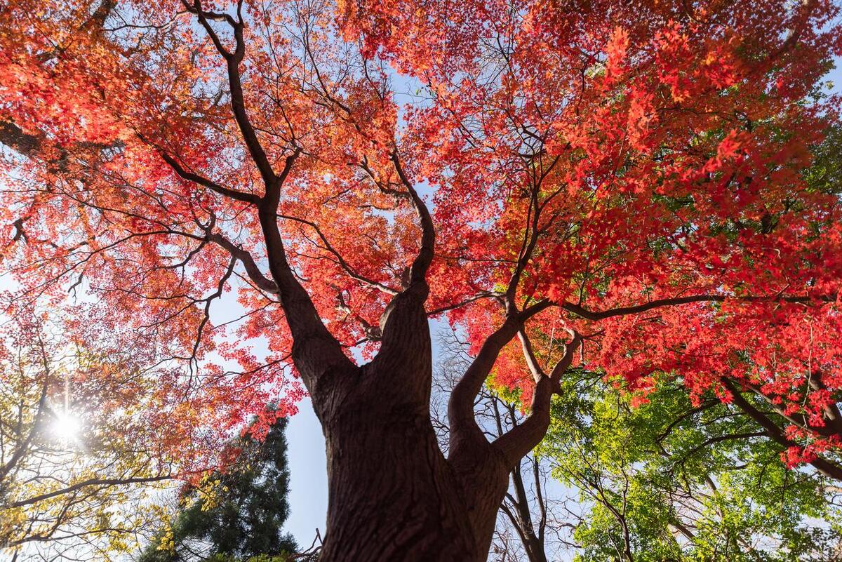 山东省AAAAA旅游景点,5a级景区排行榜山东附近