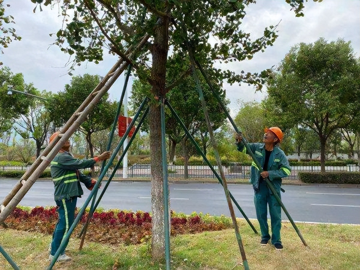 行道树补植方案,行道树病虫害防治标准