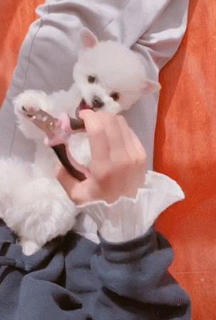 哪6种狗狗没有攻击性和不咬人,什么狗最乖最好养最好听话不咬人