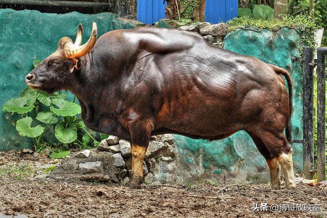 红牛发家史简介,中国红牛发家史