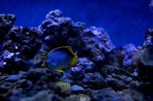 永泰青梅花开全部视频,永泰青梅丰收季节