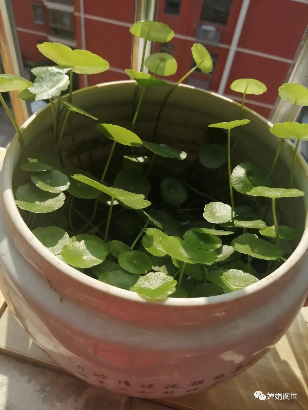 人生的疼痛埋在心里,人生的遗憾一句话