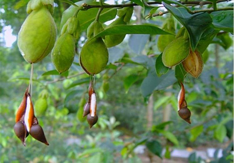 一两沉香万两金国内公认,一两沉香木