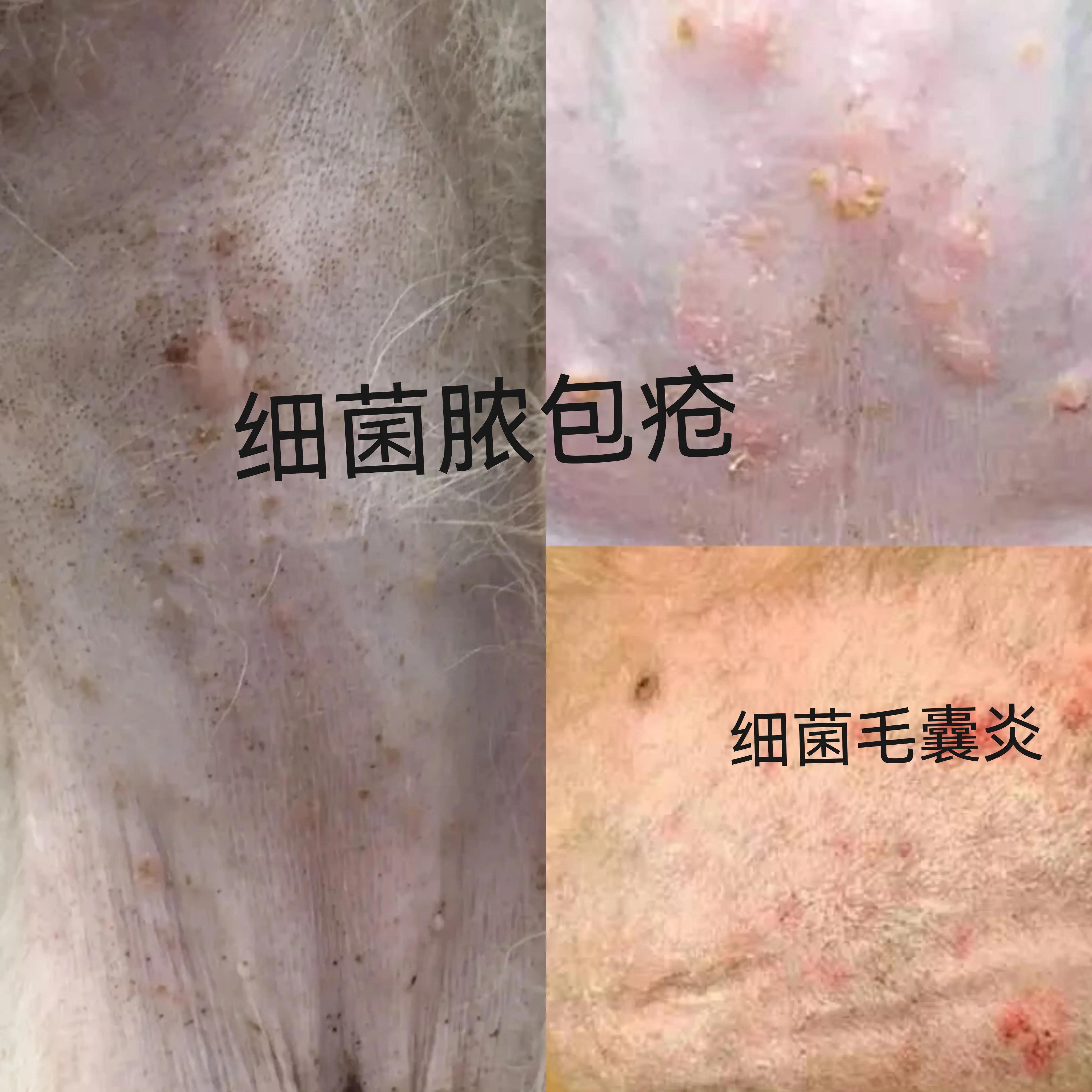 999皮炎平可以给狗狗治皮肤病吗,狗狗有皮肤病在家怎么治疗