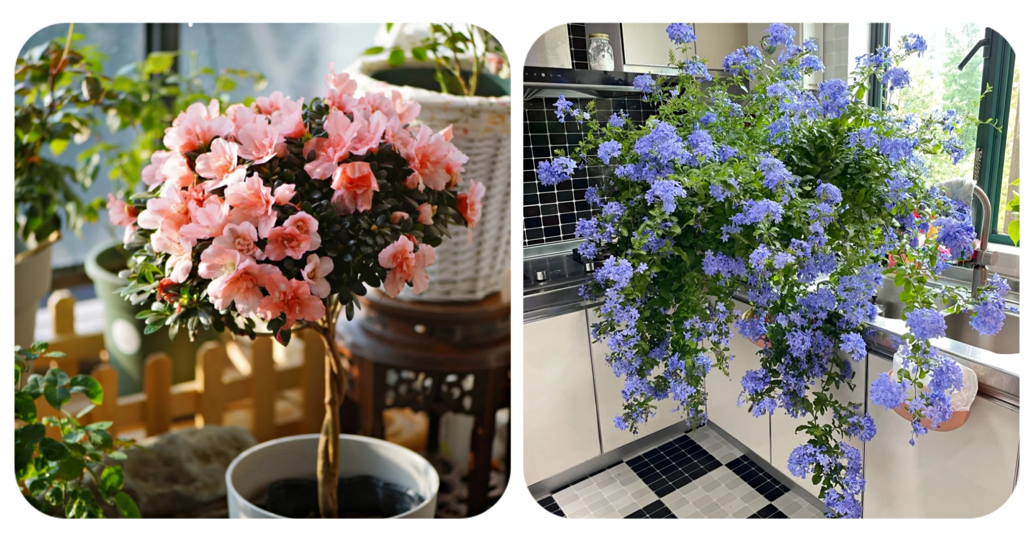 阳台上可以种什么蔬果,阳台上适合种的蔬果