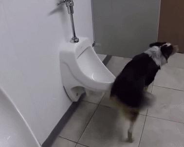 养狗10年才知道狗狗也会有胃胀气,养狗知识狗狗一天该拉几次粑粑