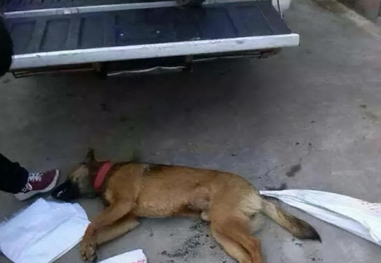 偷狗贼用毒针射杀的狗能活吗,偷狗的毒针到底有多毒