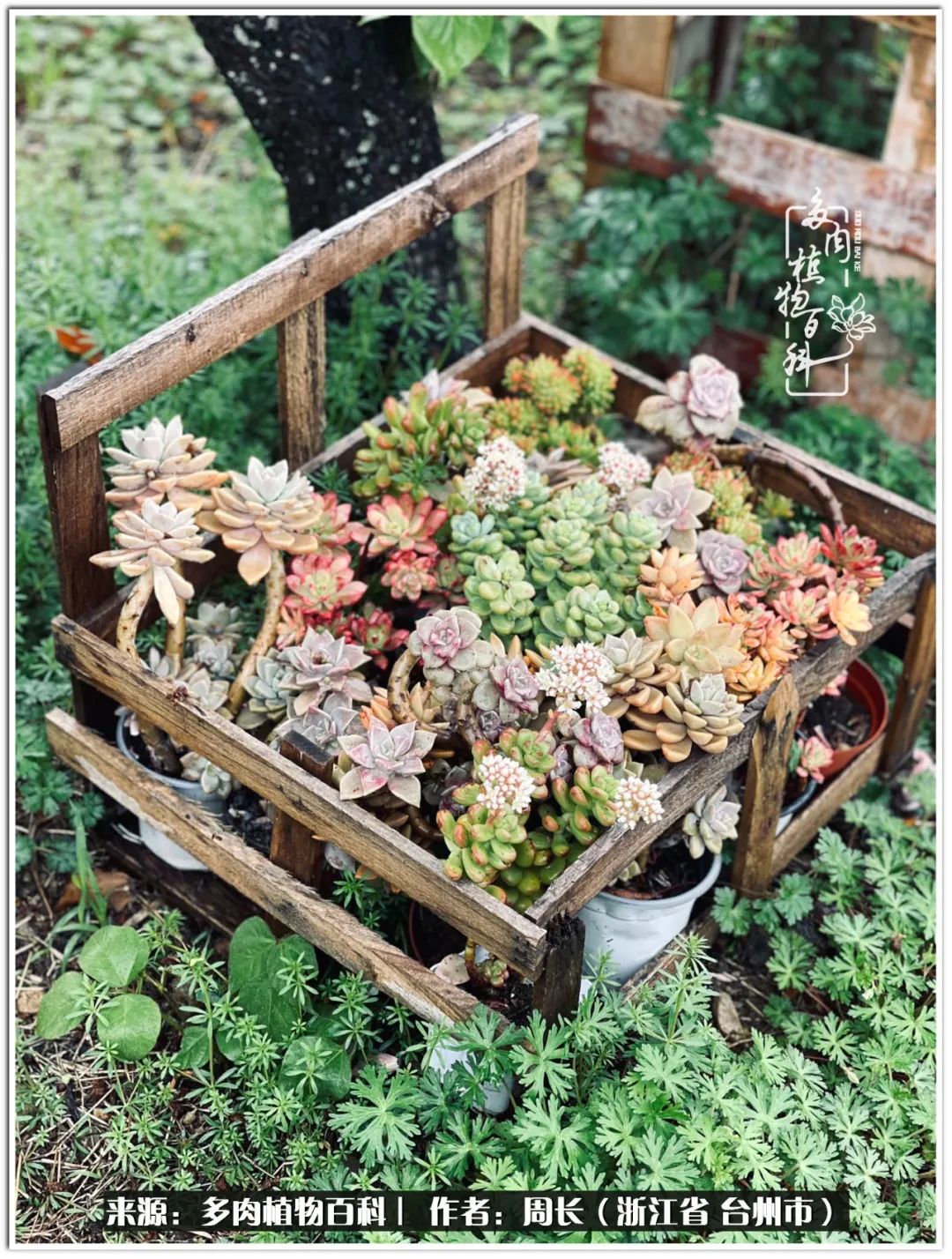 多肉拼盘新手入门,多肉拼盘说说