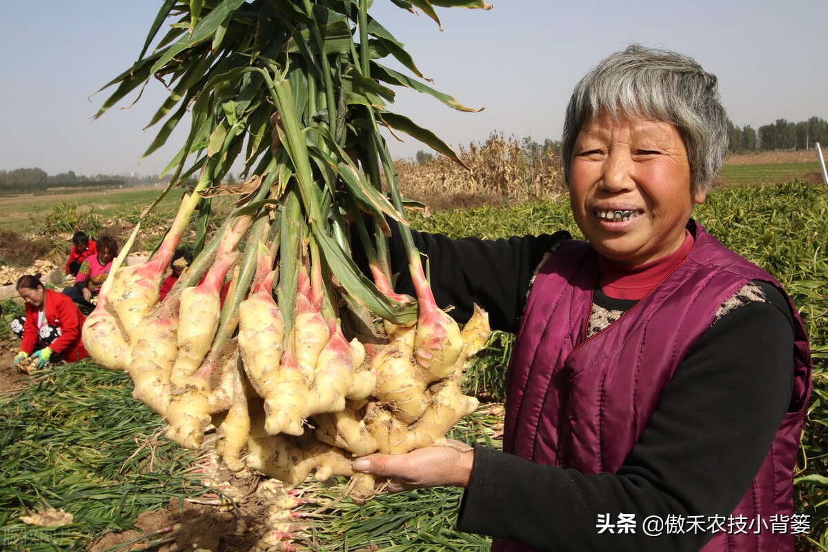 大姜怎样种植才能更高产？大姜膨大期管理应当抓住哪几个重点？