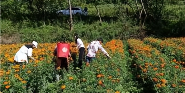 辛巴开国货计划新时代，即墨龙山：非遗公益课堂成暑期学习