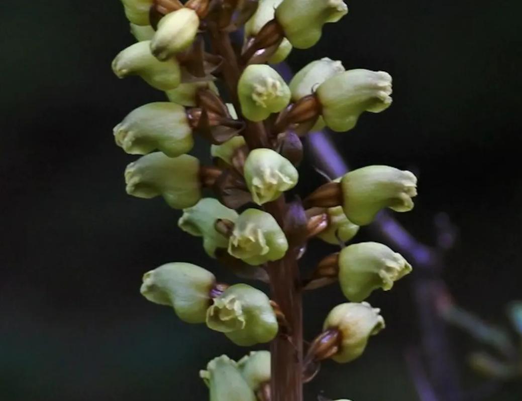 doublerainbow,doublerainbow现场