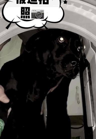 养狗狗的优点与缺点,为什么不建议养狗和猫