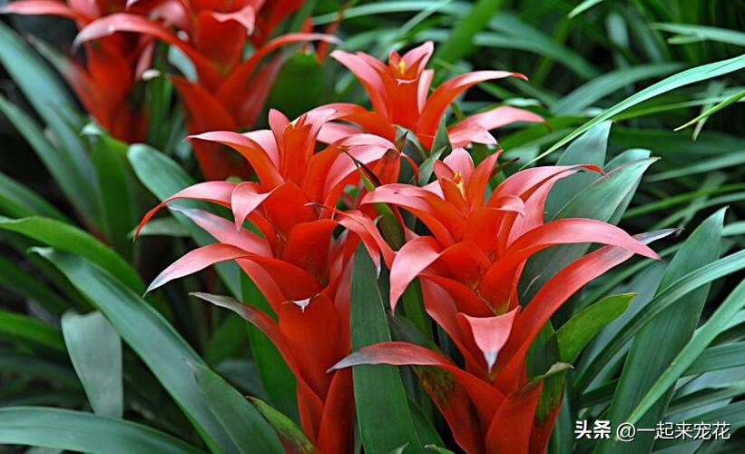 4种花便宜好养又漂亮,4种花漂亮寓意好